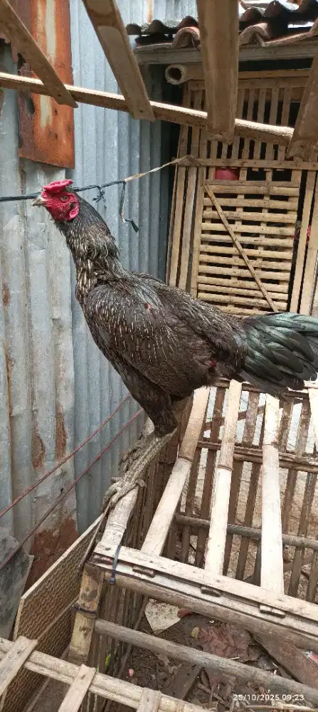 Ayam jenis super