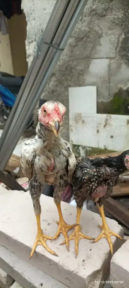 Ayam jenis super bulbi