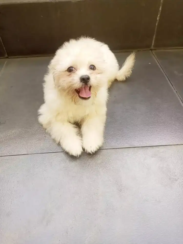 SHIHTZU POODLE 3 BULAN