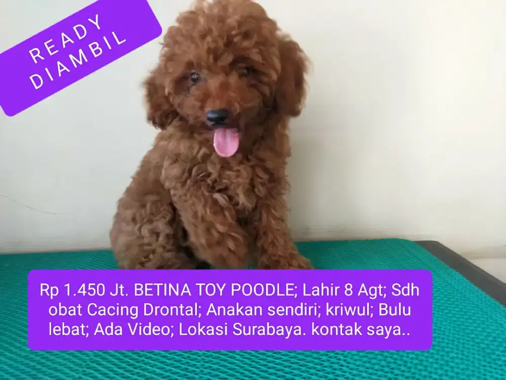 READY DIAMBIL BETINA RED TOY POODLE 8 AGT Sdh Obat Cacing Drontal