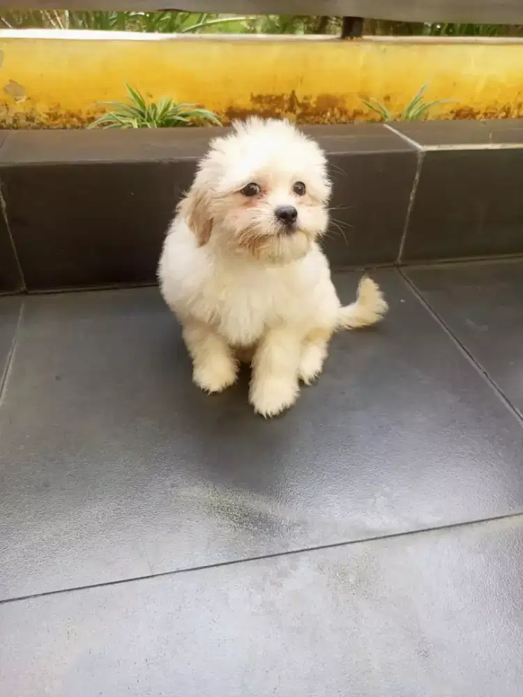 SHIHTZU POODLE BETINA 3 BLN