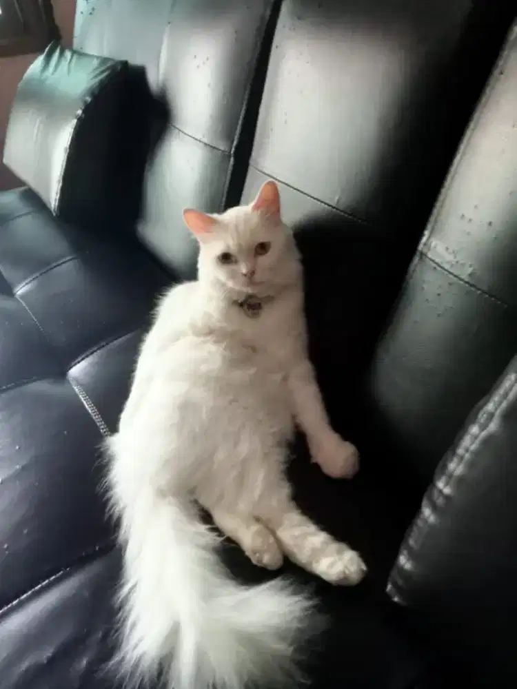 Kucing peliharaan