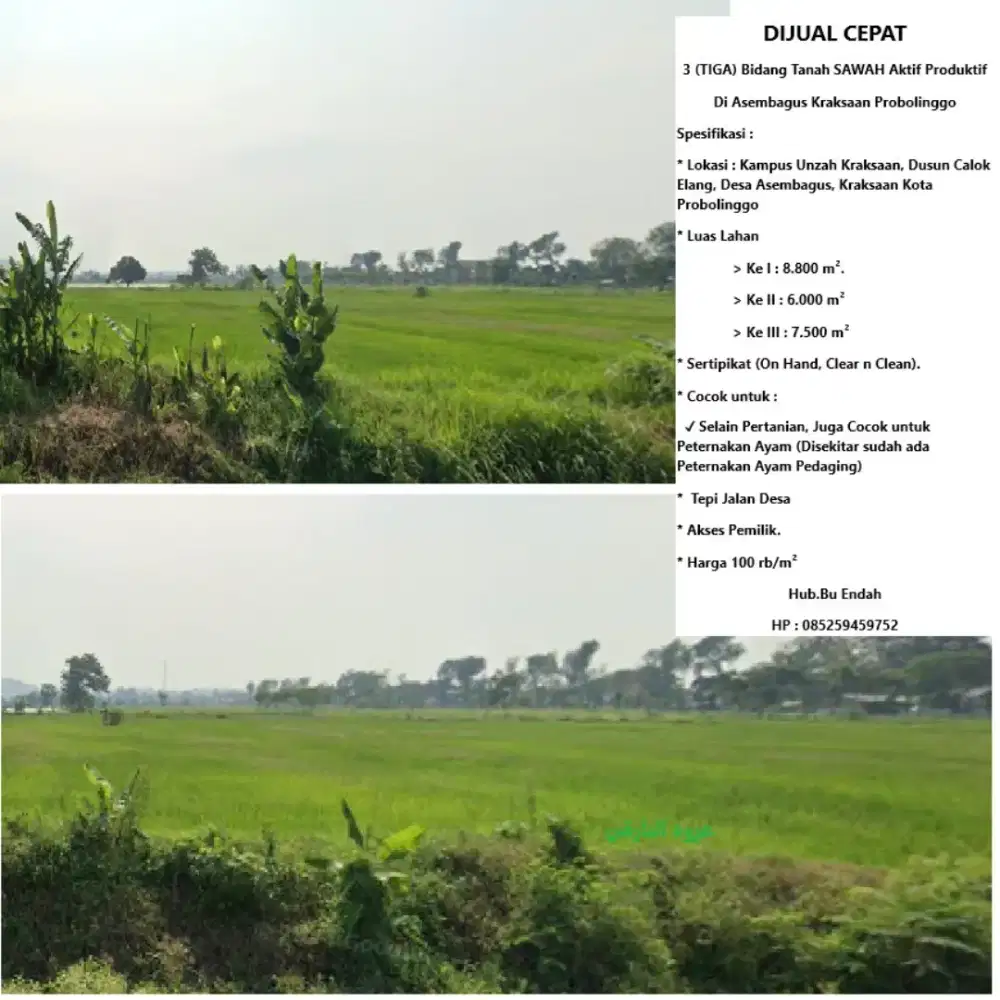 Sawah Produktif Dijual Murah