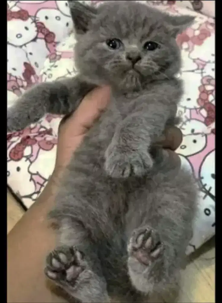 Kucing kitten British gembul jantan