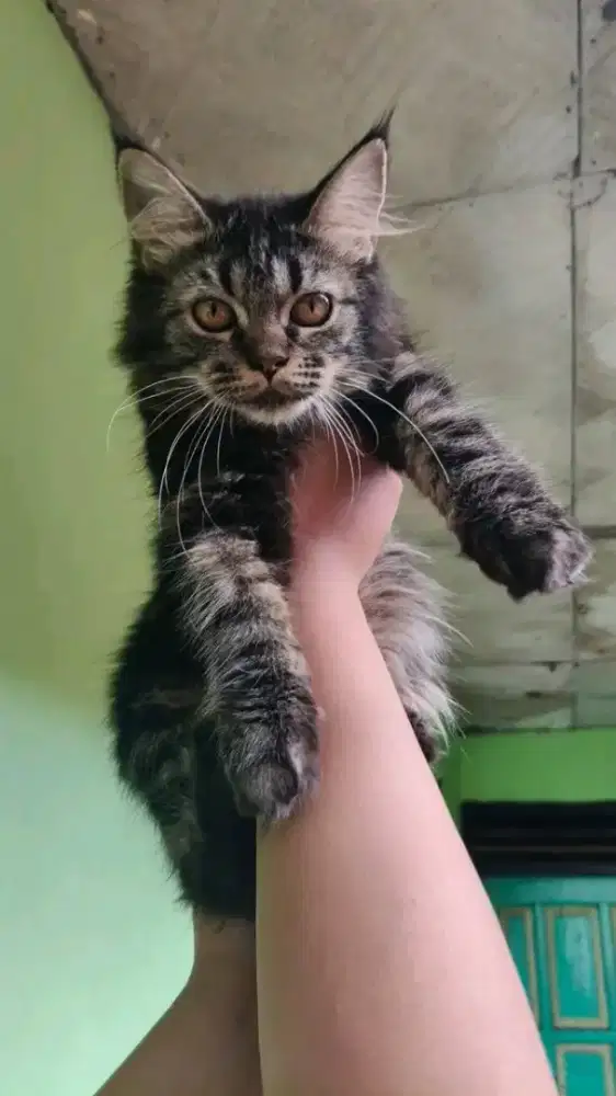 Kucing Persia mix mc