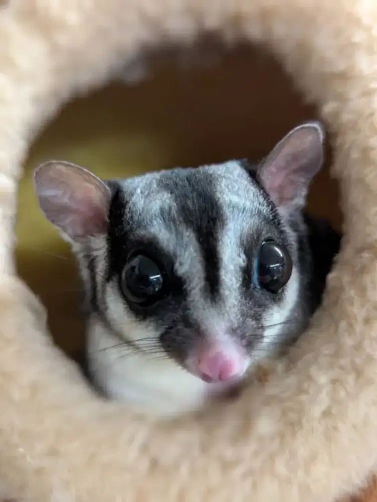 sugar glider indukan
