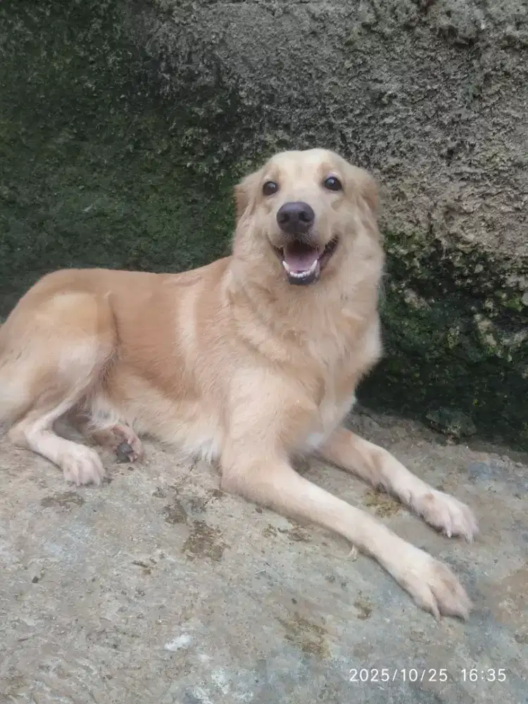 Golden mix labrador ( bojonggede bogor)
