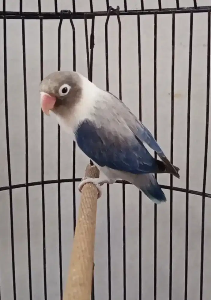 Lovebird Biola Euwing Dar Vio Betina Dewasa