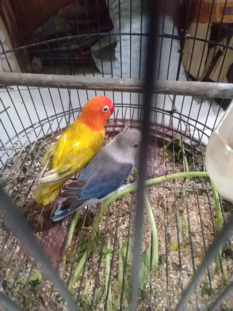 Lovebird sepasang produksi bio euwing gold/pf x blue euwing/pf