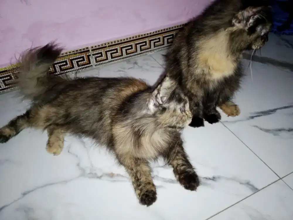 Kucing persia calico betina