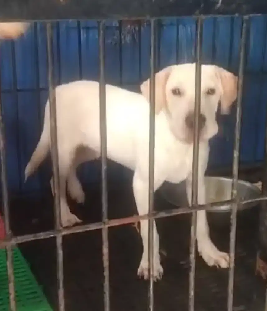 Pupies golden mix labrador ( tambun)