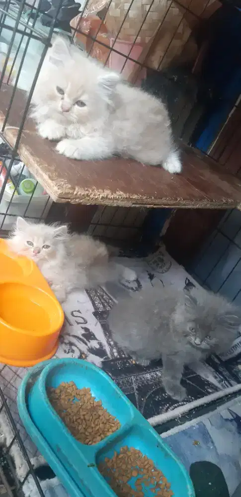 Kucing kiten borongan