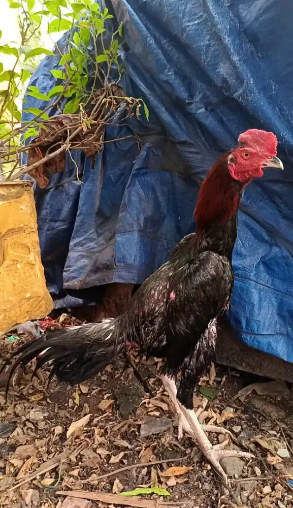 Ayam bangkok x pakoy muda