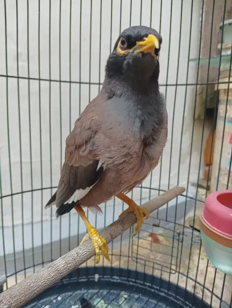 Jalak Nias Harga Nett