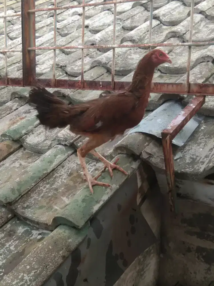 Dedara bangkok dewasa