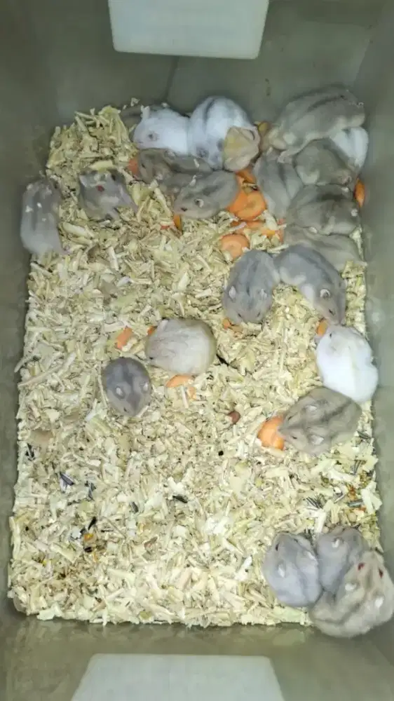 Hamster berbagai jenis lokasi bilal ujung