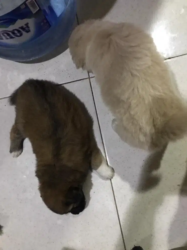 Dijual anakan Sitzu campuran