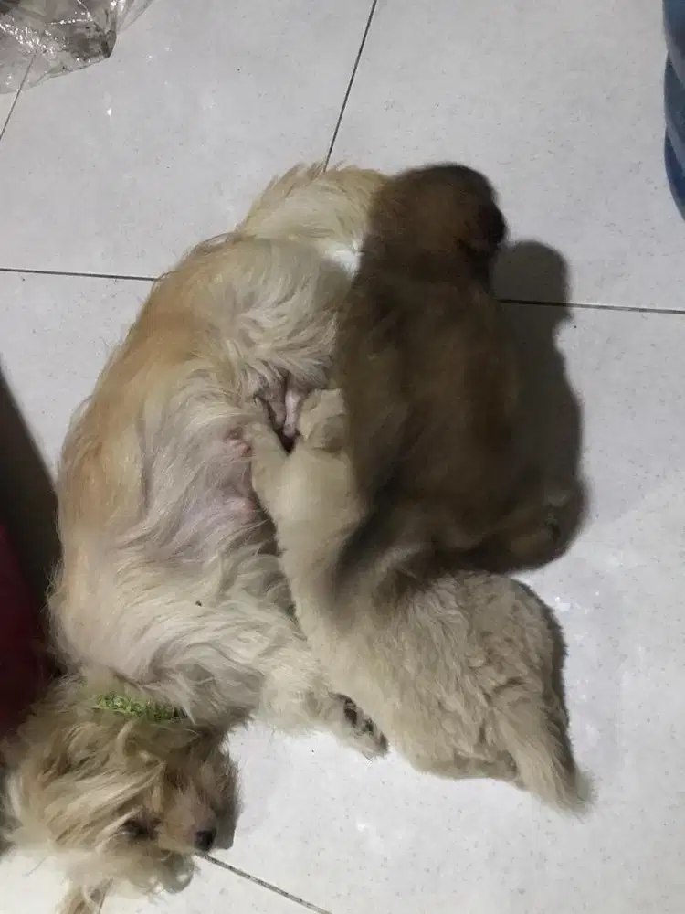 Dijual anakan Sitzu campuran