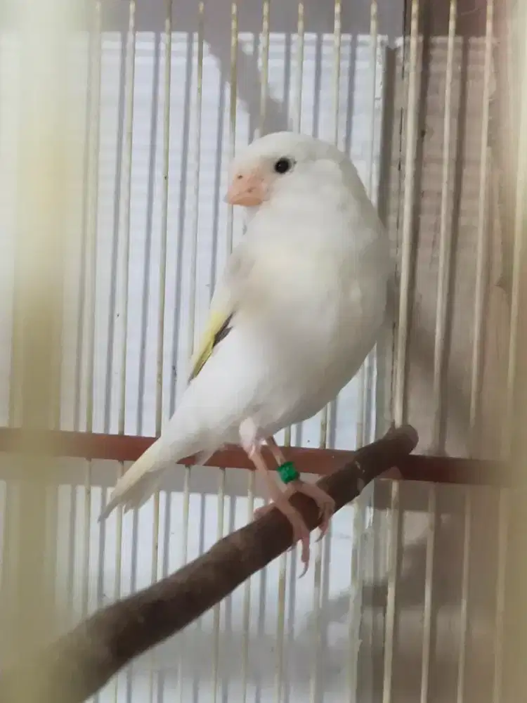 Burung kenari AF paud/anak jantan