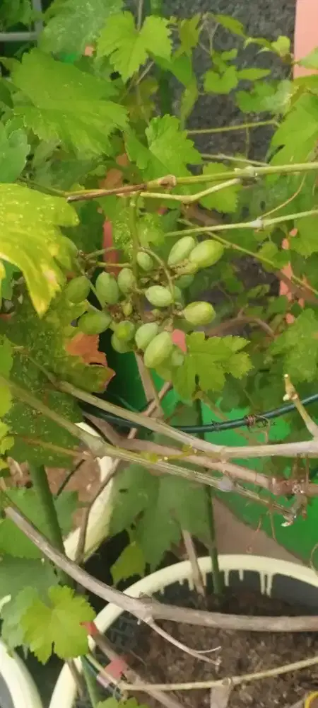 Anggur GozV dalam tabulampot