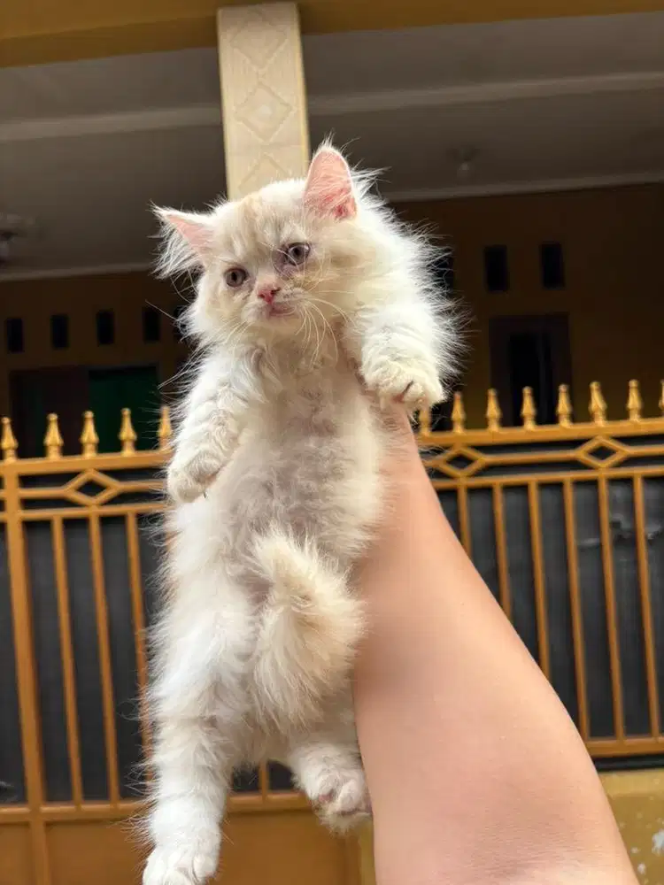 Kucing persian jantan