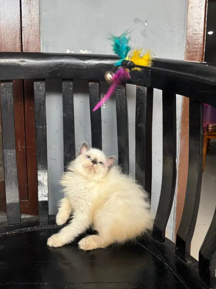 Kucing himalaya betina