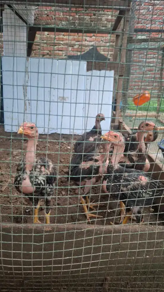 Anak ayam pamakhoy