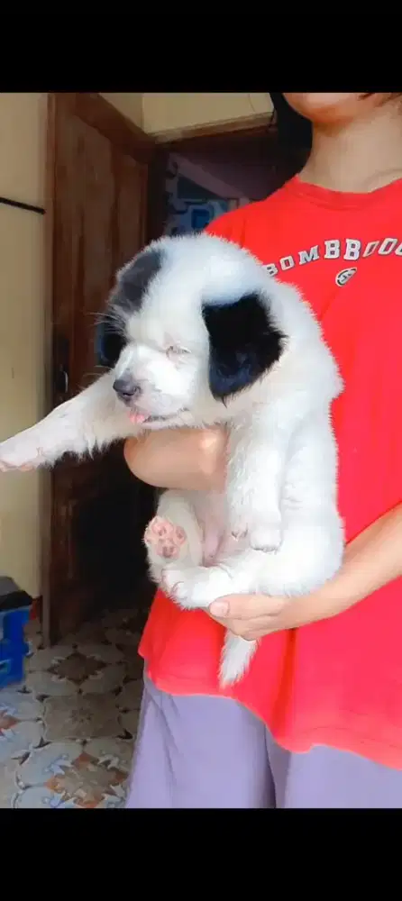 Anjing gembul lucu gemes