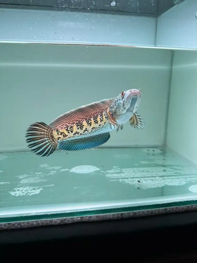 Ikan Channa Auranti WC Spesial Dorpol Size 17-18cm Single Tank