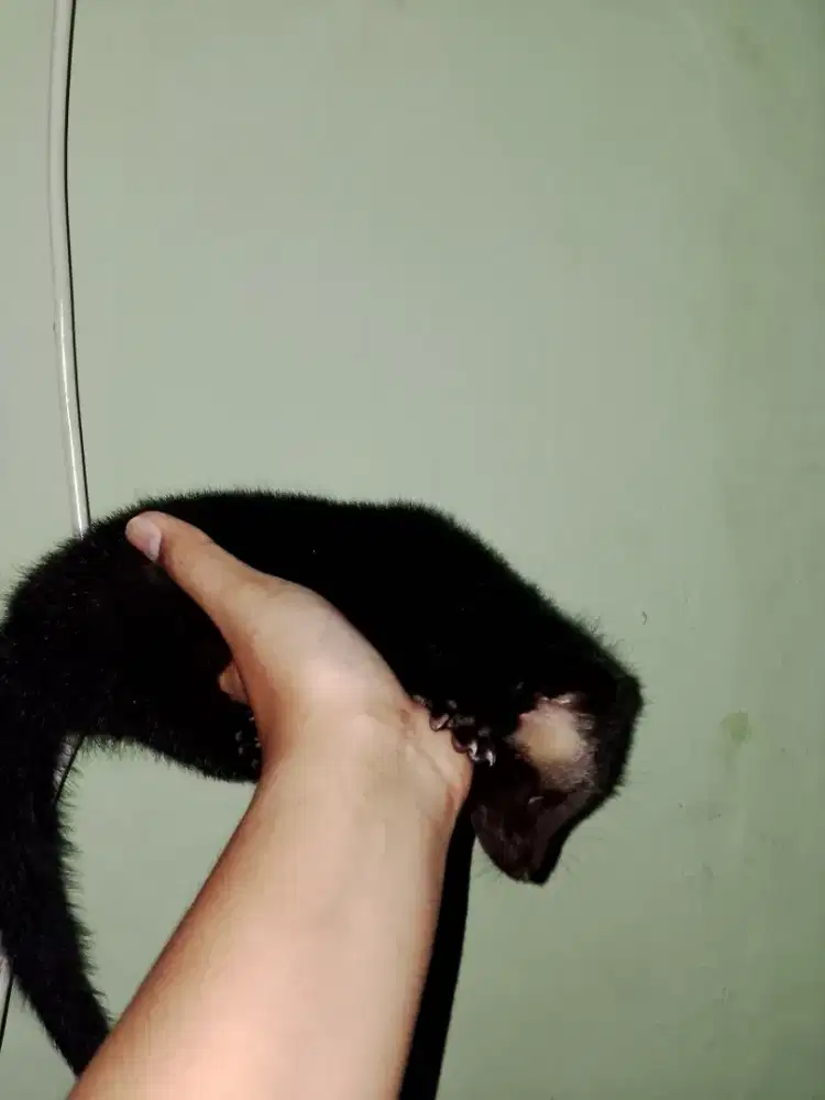 musang bulan baby