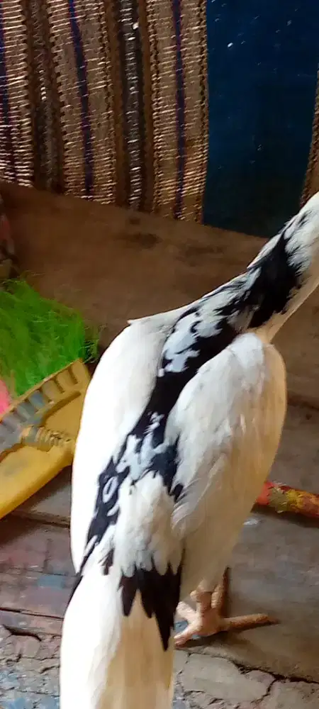 Jual ayam tulak