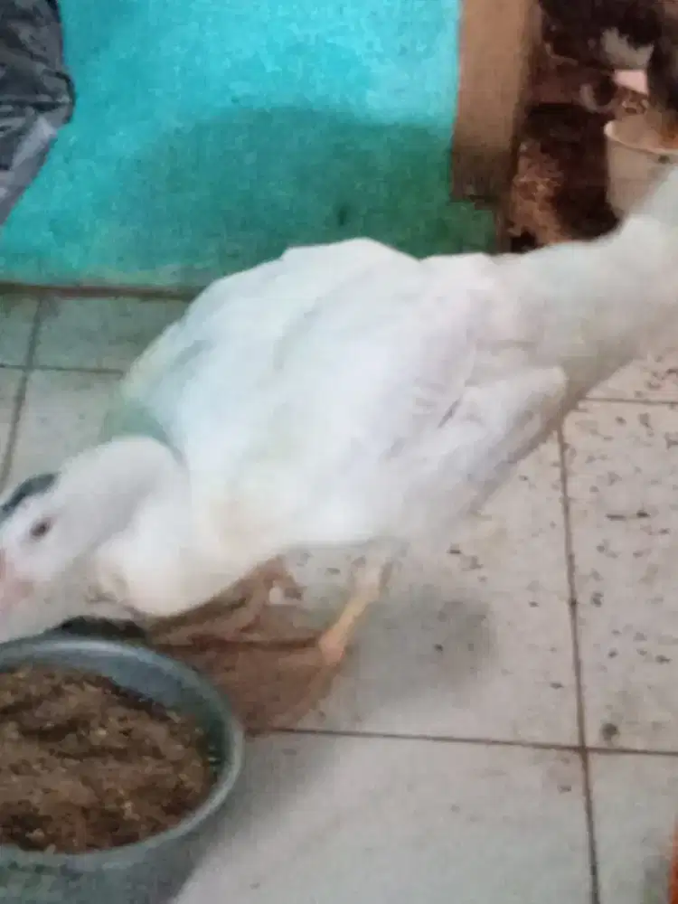 Anak basor jumbo jantan 1 ekor