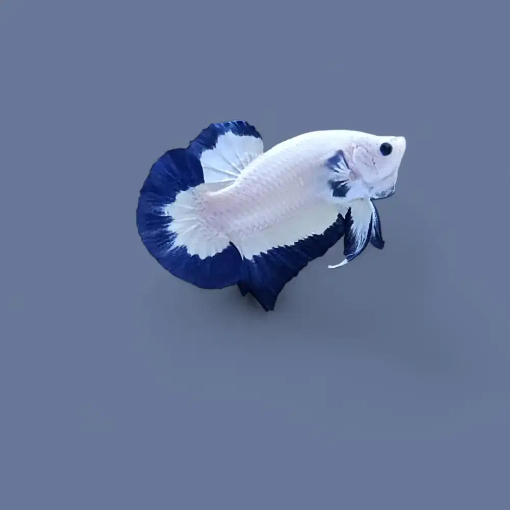 ikan cupang blue rim