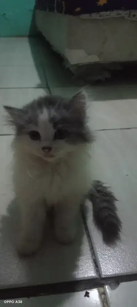 Kucing Persia anakan