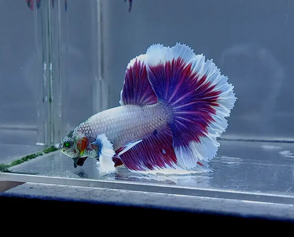 ikan cupang big ear halfmoon