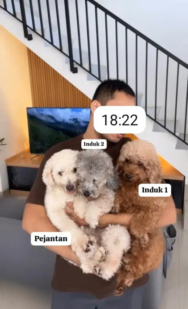 Anak anjing poodle