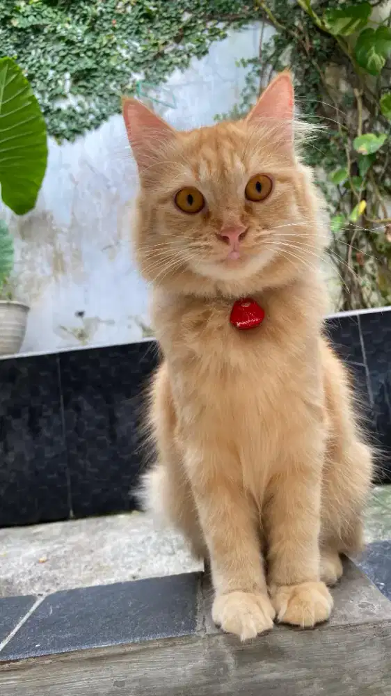 kucing betina sudah di steril usia 1 tahun gratis