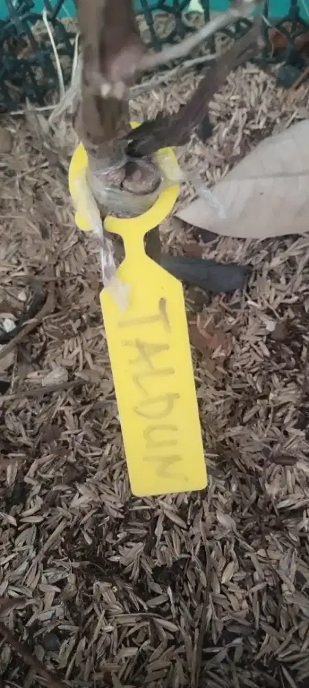 ANGGUR TALDUN  DALAM TABULAMPOT