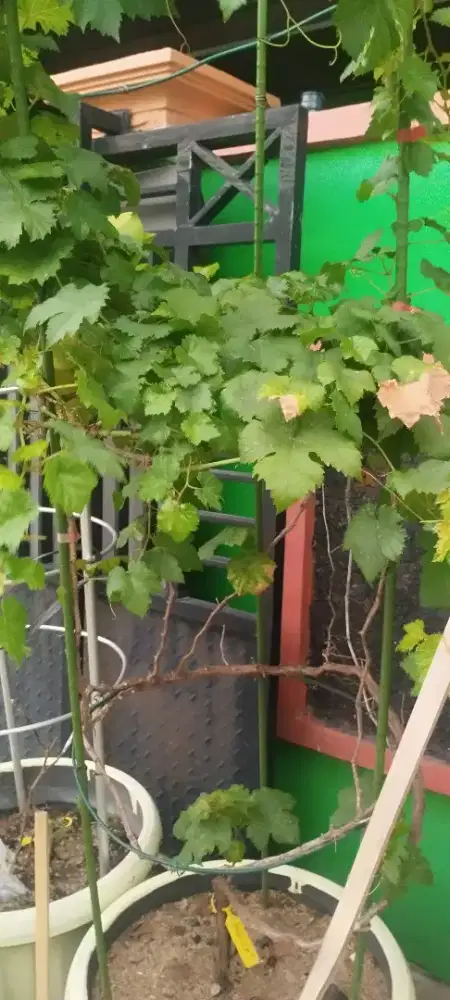 Anggur jenis Muscat dalam tabulampot