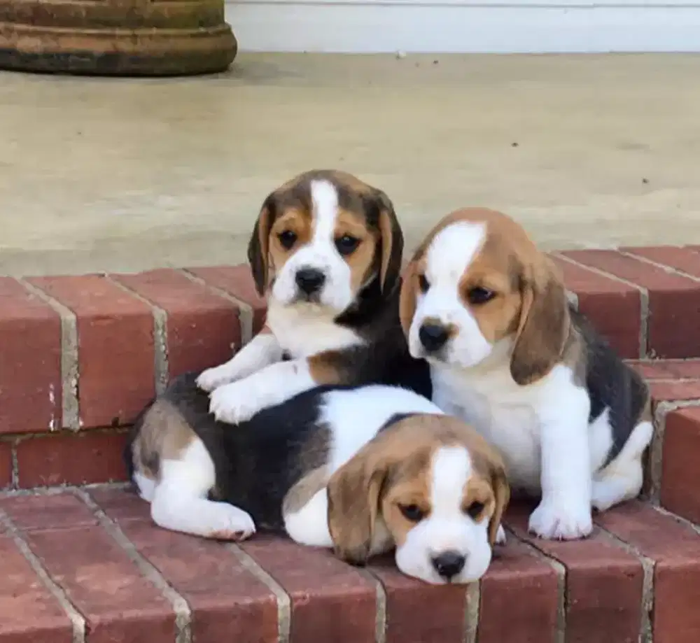 DIJUAL ANAK ANJING BEAGLE