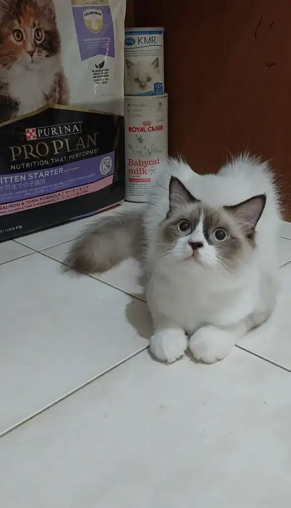 Kitten ragdoll bicolor simetris mata biru