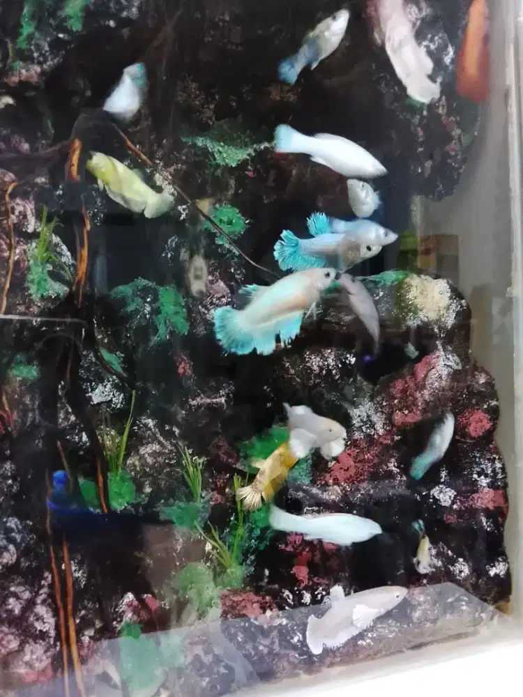 Aquarium ikan dan pilter