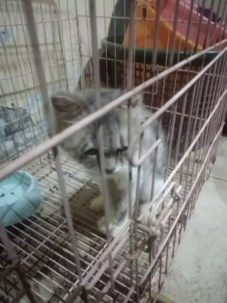 Kucing Persia betina