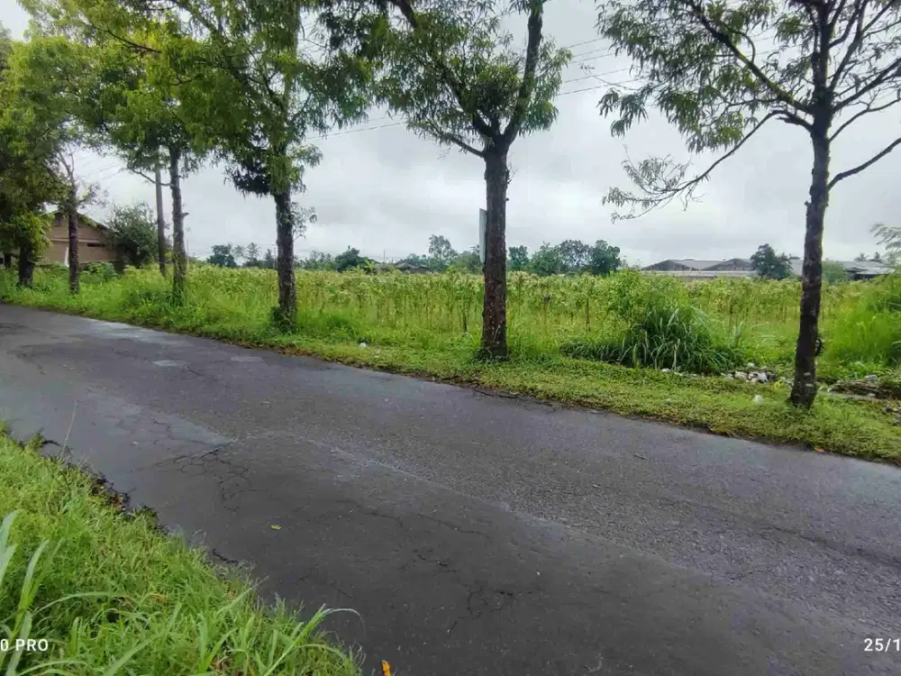 TANAH SAWAH JALUR KUNING TEPI JALAN RAYA MEDARI - CEMORO CATUR HARJO SLEMAN