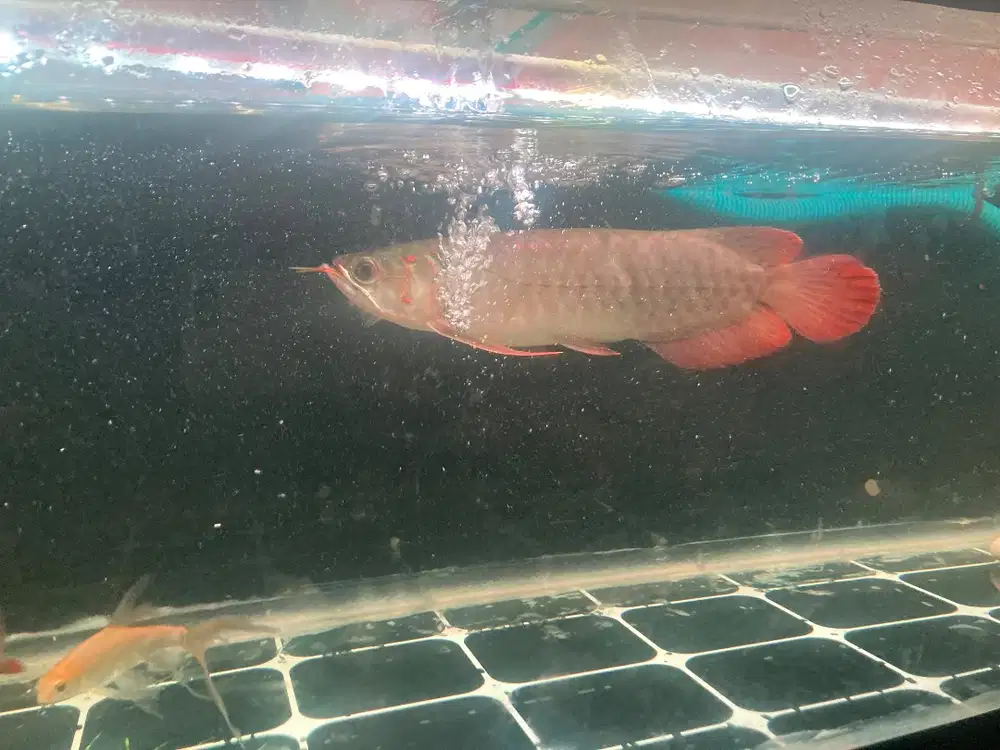 Arwana Super Red Kapuas Hulu +-27cm