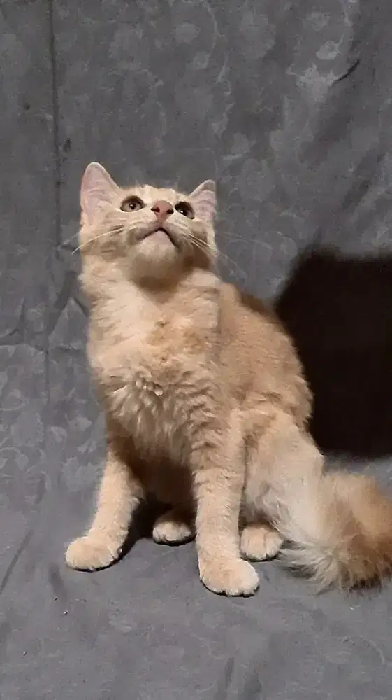 Anakan Kitten Kucing Persia Mixdom Milo Betina