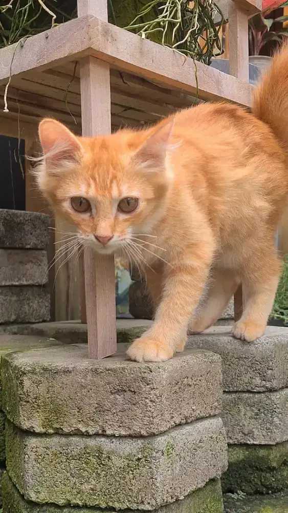 Anakan Kitten Kucing Persia Mixdom Riwuk Orange Jantan