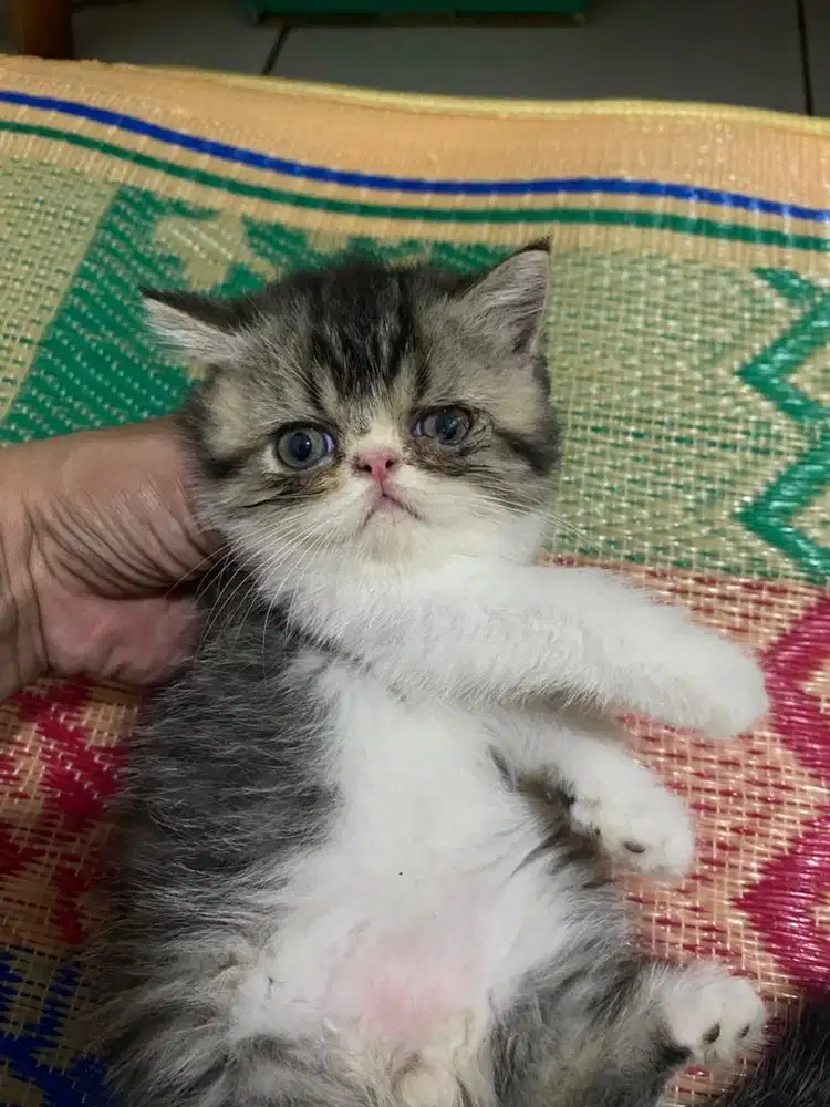 LA kitten excotic shothair Jantan usia 2 bulan