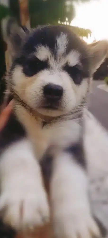 Siberian Husky Trisula Favorit