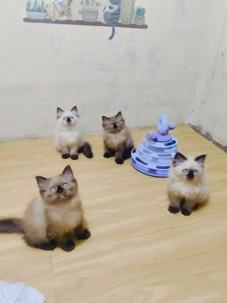 Kitten Himalaya x cinamon
